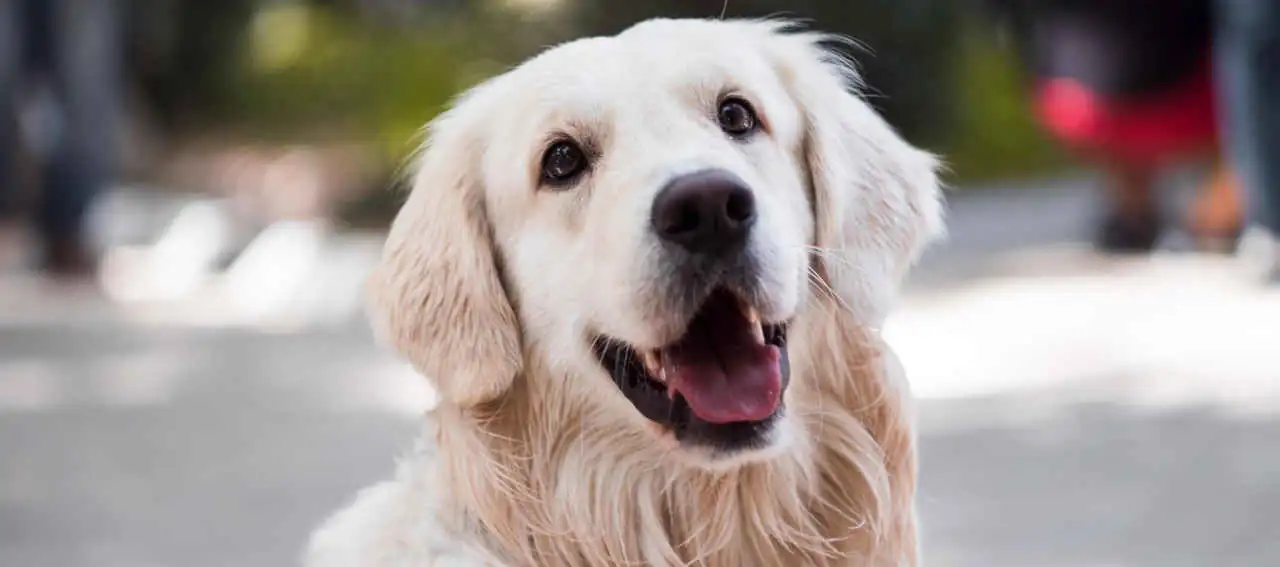 Headerbild zu Venusbergpfoten Training für erwachsene Hunde