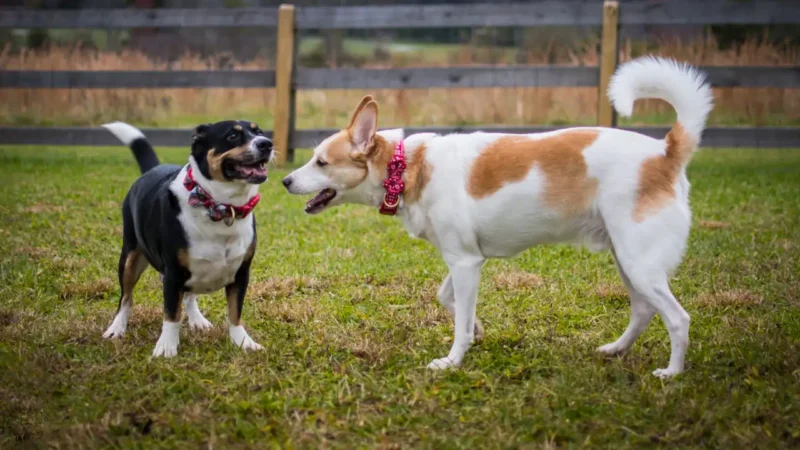 Zwei Hunde stehen gegenüber