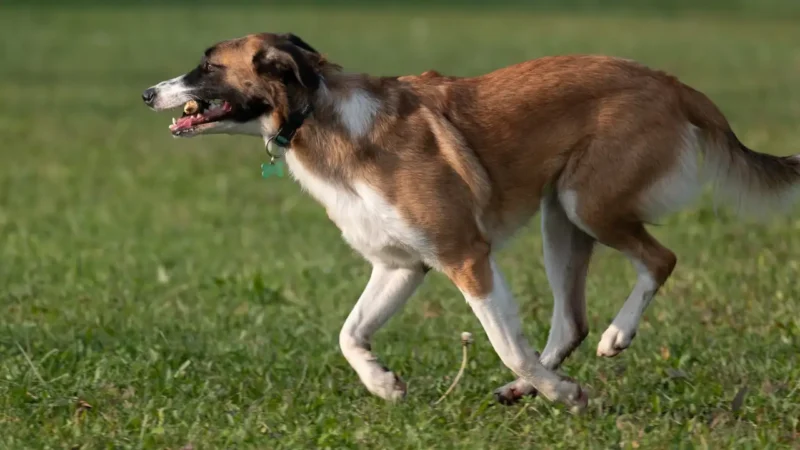 Hund läuft auf Wiese