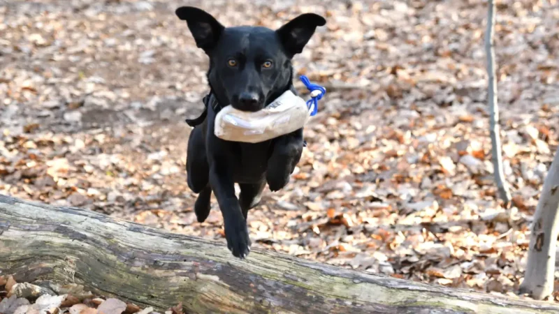Hund mit Futterbeutel springt über einen Baumstamm