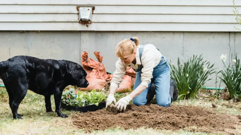 Eine Frau arbeitet im Garten, ein Hund schaut zu