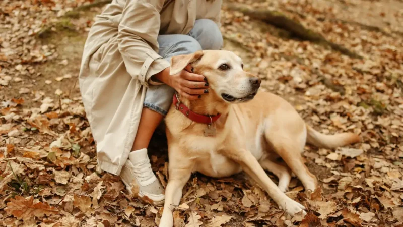 Ein Hund mit seinem Menschen auf Herbstblättern