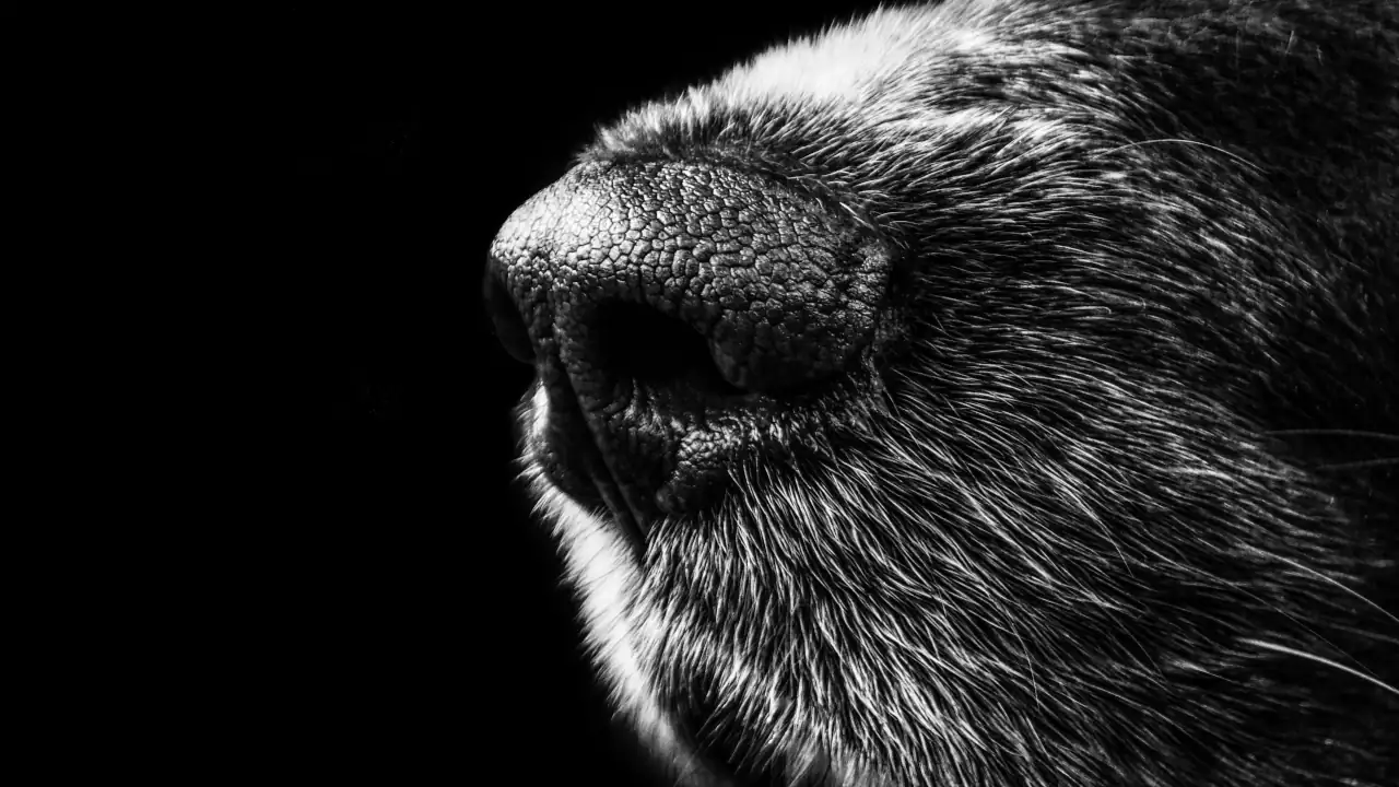 You are currently viewing SOKO Wuff