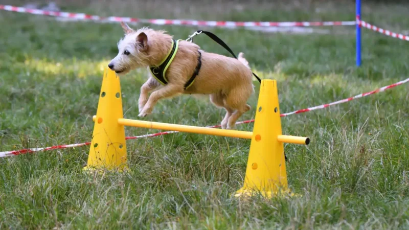 Ein Hund springt über eine Hürde