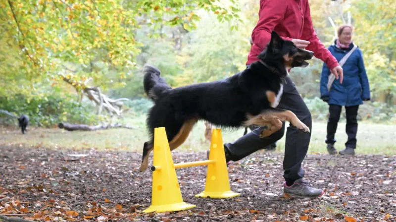 Ein Hund springt über ein Hindernis, die Halterin motiviert ihn